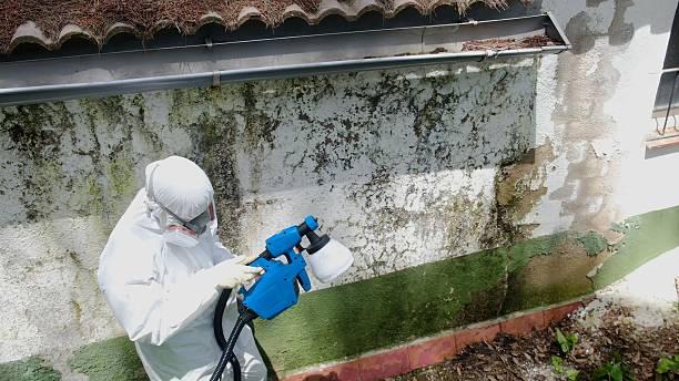 Top rated local Mold Remediation specialists in Efland, NC